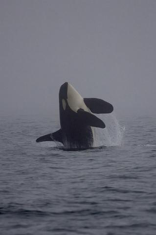 154 Vancouver Island, Victoria, Orka in de Mist.jpg